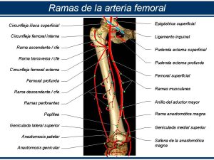 OBSTRUCCION DE LA ARTERIA FEMORAL. TRATAMIENTO. EL DR EDUARDO CACERES RESPONDE.