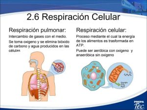 EL OXIGENO Y EL CDS. LA CLAVE ES LA ELEVACIÓN DE LA CARGA ELECTROMOLECULAR DONDE ALLÍ FALTA. SOMOS ENERGIA. POR ANDREAS KALCKER.