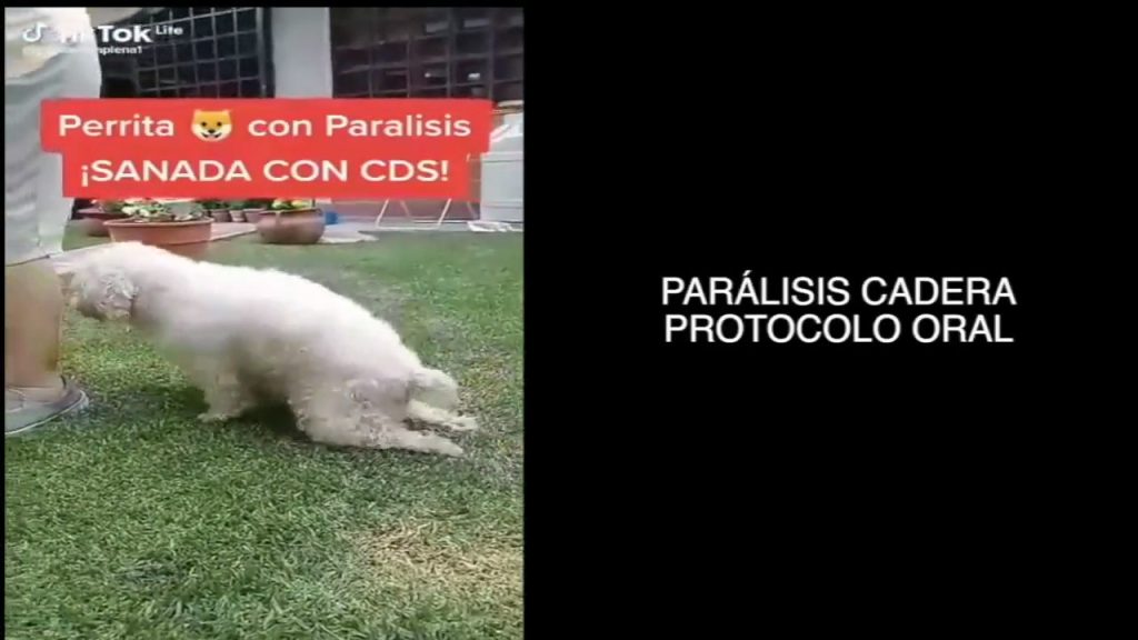 EL MARAVILLOSO EFECTO DE LA MOLÉCULA CLO2 EN LOS ANIMALES. TESTIMONIOS
