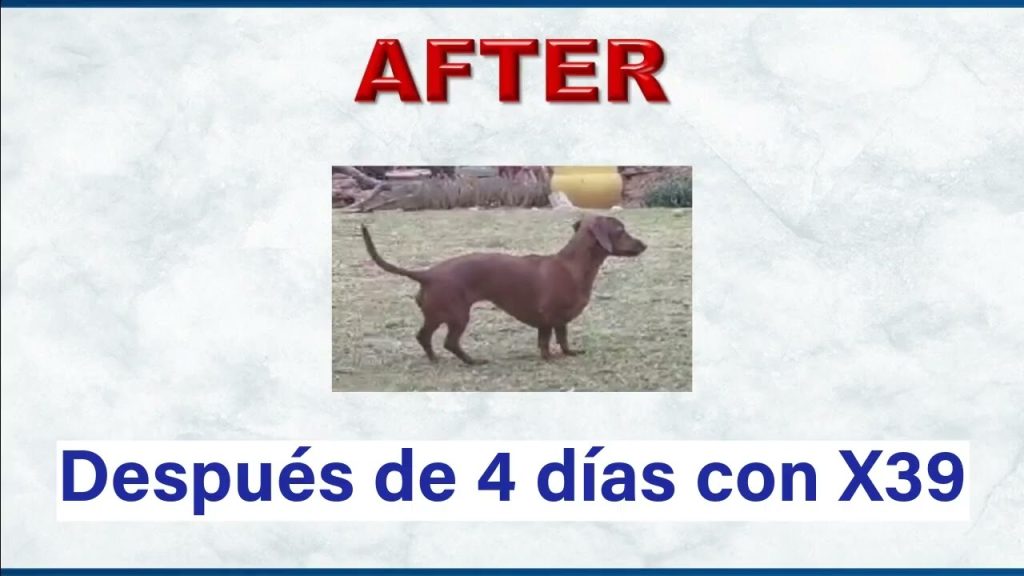 PARALISIS DEL PERRITO RECUPERADO CON LOS PARCHES DE LIFEWAVE X39
