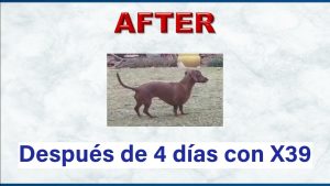 PARALISIS DEL PERRITO RECUPERADO CON LOS PARCHES DE LIFEWAVE X39